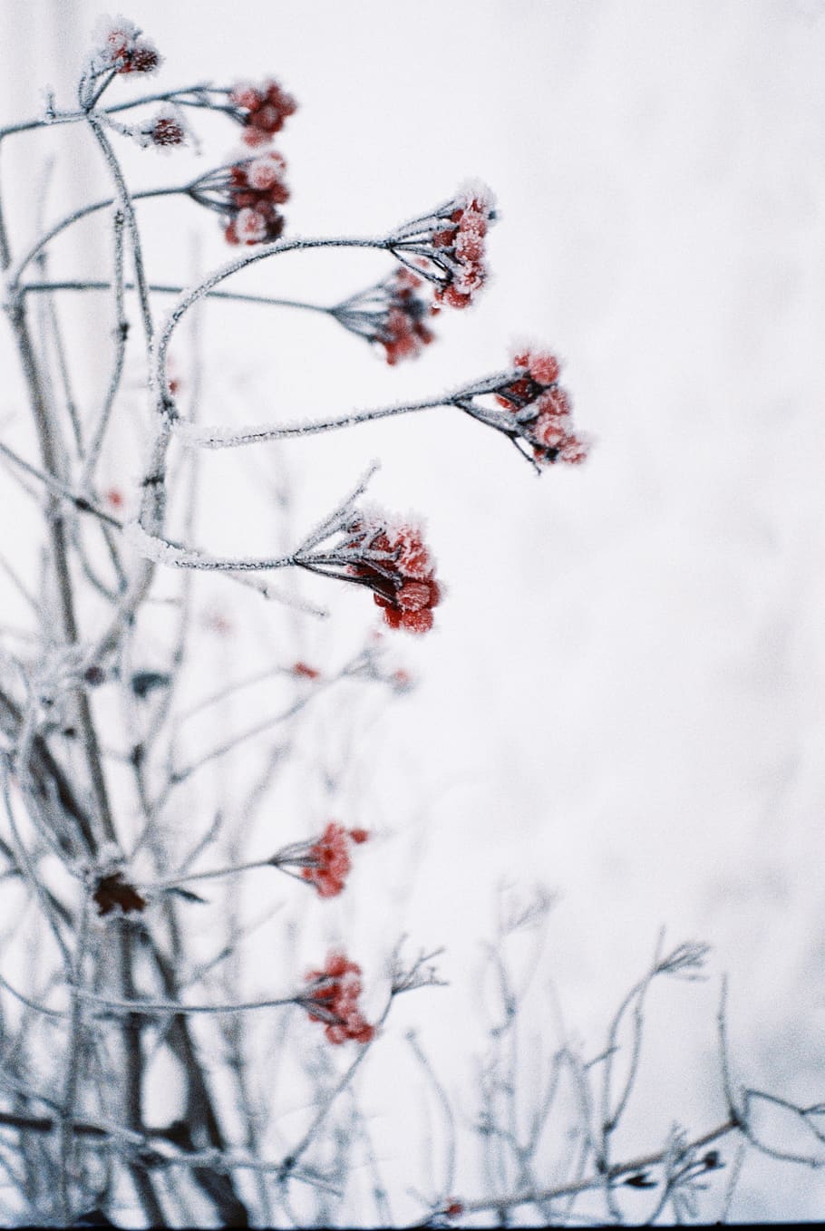 Flower, nature, ice, outdoors, snow, plant, winter, frost, blossom HD wallpaper