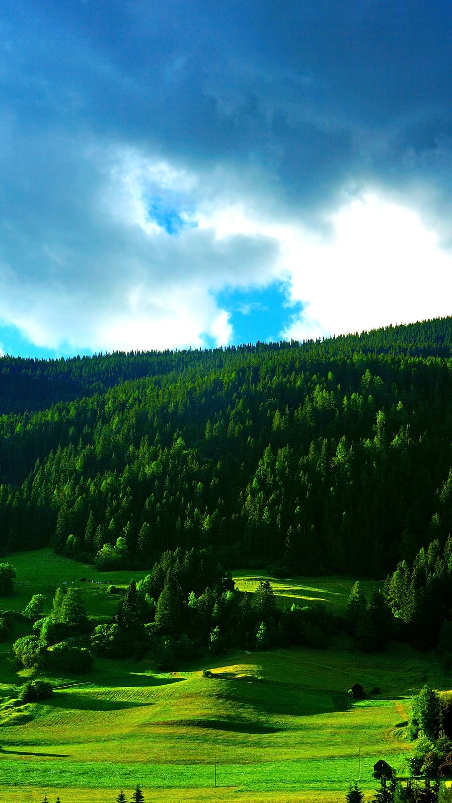 fir, plant, abies, tree, nature, outdoors, grass, conifer, countryside HD wallpaper