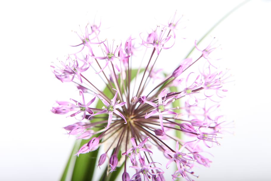 flower, white, isolated, close-up, green, purple, flowering plant HD wallpaper