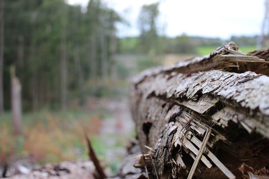 log, forest, tree, nature, wood, tree trunks, landscape, bark HD wallpaper