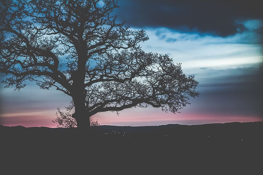 bare tree, plant, tree trunk, silhouette, sky, twilight, oak HD wallpaper