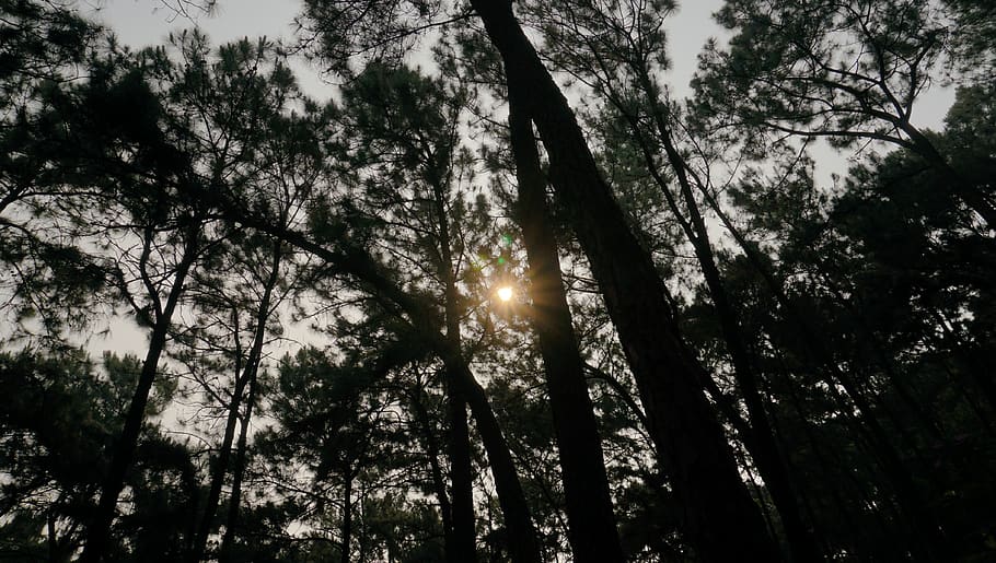 light, flare, sunlight, tree, plant, forest, sunshine, morning HD wallpaper