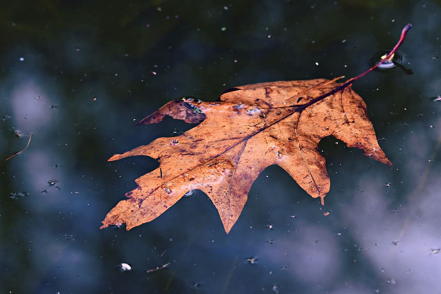 leaf, vein, pattern, foliage, tree, fall, water, floating, autumn HD wallpaper