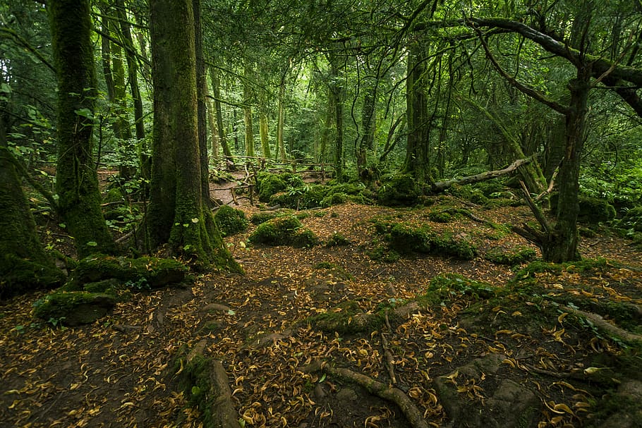united kingdom, coleford, puzzle wood, forest floor, moss, leaves