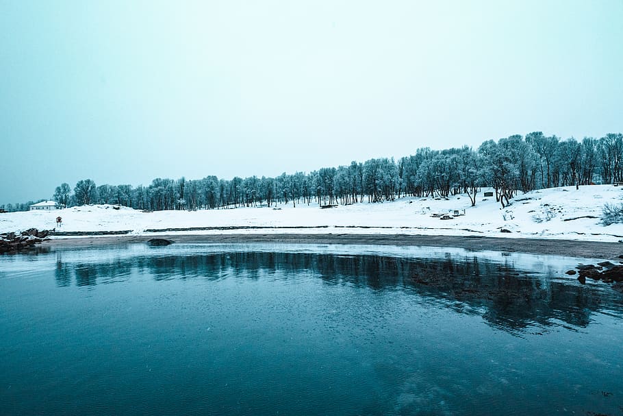 Body Of Water , cold, forest, norway, snow, trees, winter, woods HD wallpaper