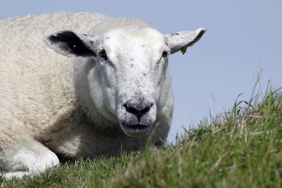 sheep, ewe, wool, agriculture, animal, white, rural, flock HD wallpaper
