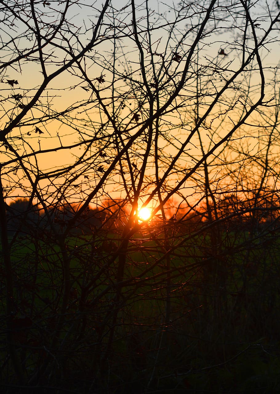 evening sun, branches, abendstimmung, sky, sunset, tree, tranquility HD wallpaper