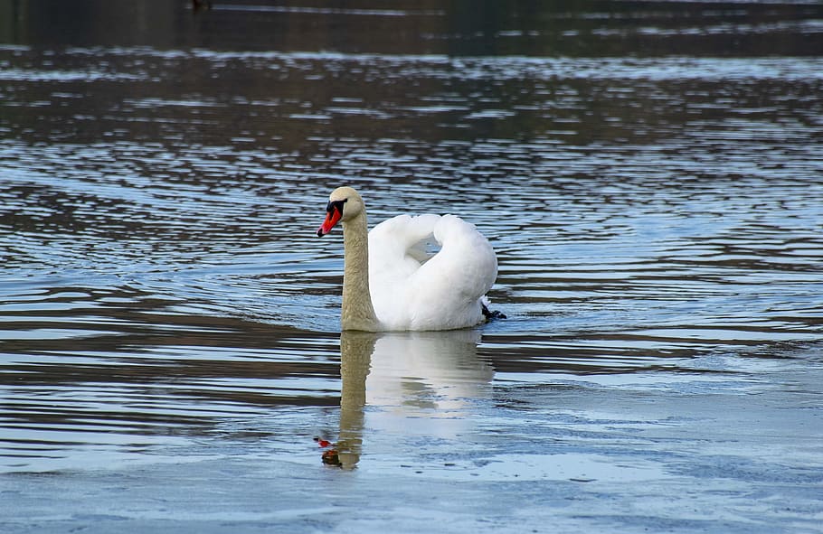 lake, reflection, nature, water, mood, water surface, swan HD wallpaper