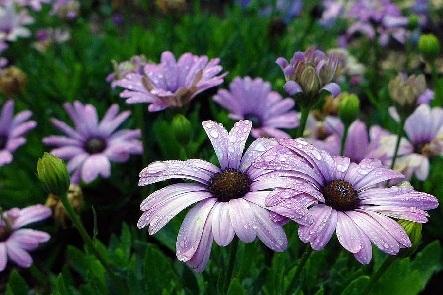 Ground cover of purple African Daisies - an annual native to South Africa. Also called Blue-eyed Daisy, Cape Daisy, and Osteo.