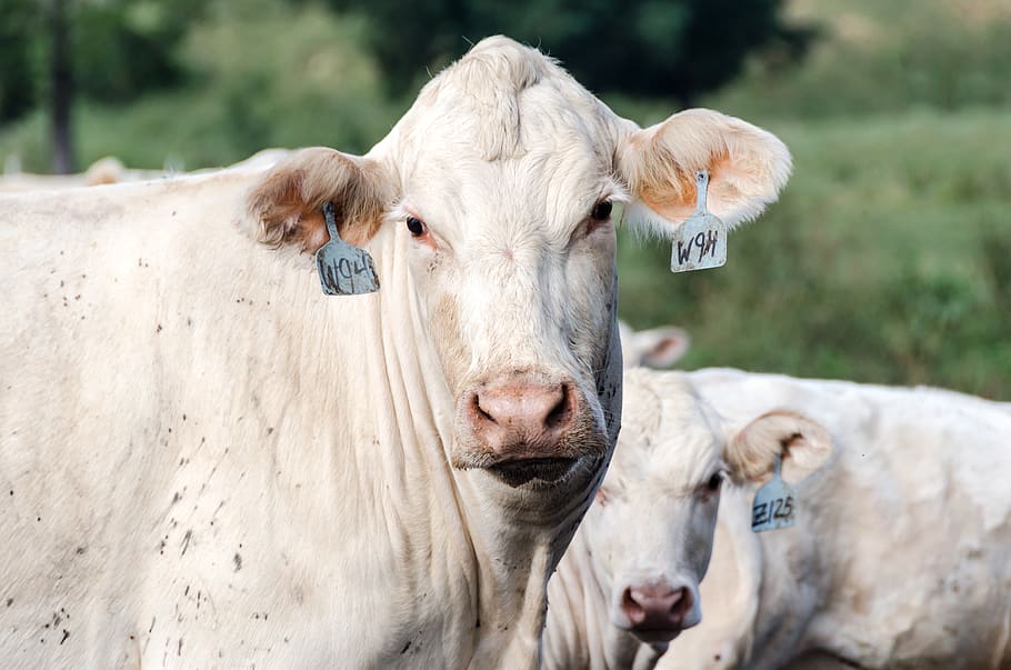 Two White Cattle With Tags, agriculture, animal photography, animals HD wallpaper