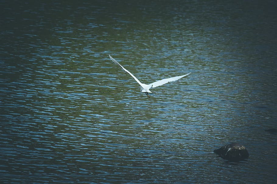 bird, animal, flying, india, ardeidae, egret, waterfowl, heron HD wallpaper