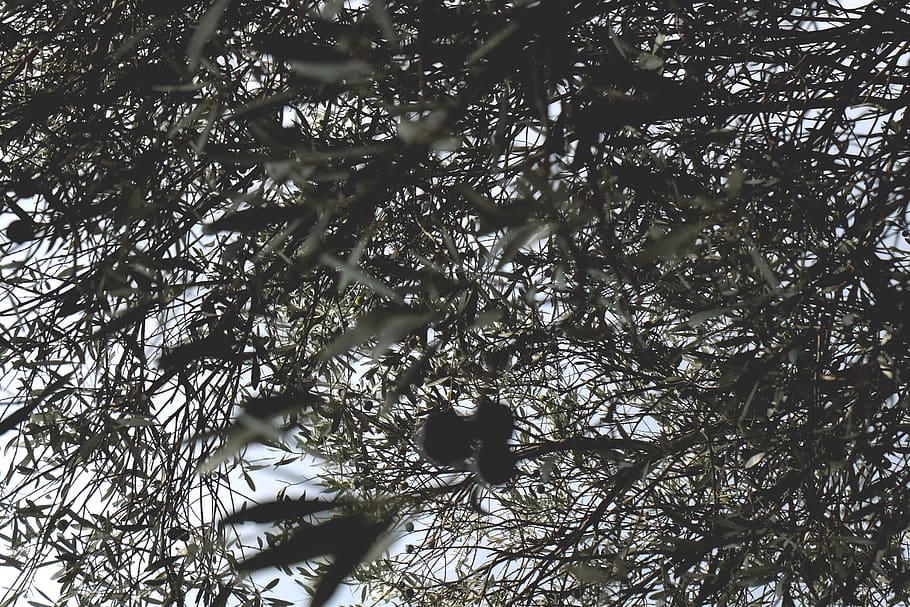tree, plant, animals in the wild, animal wildlife, branch, one animal HD wallpaper