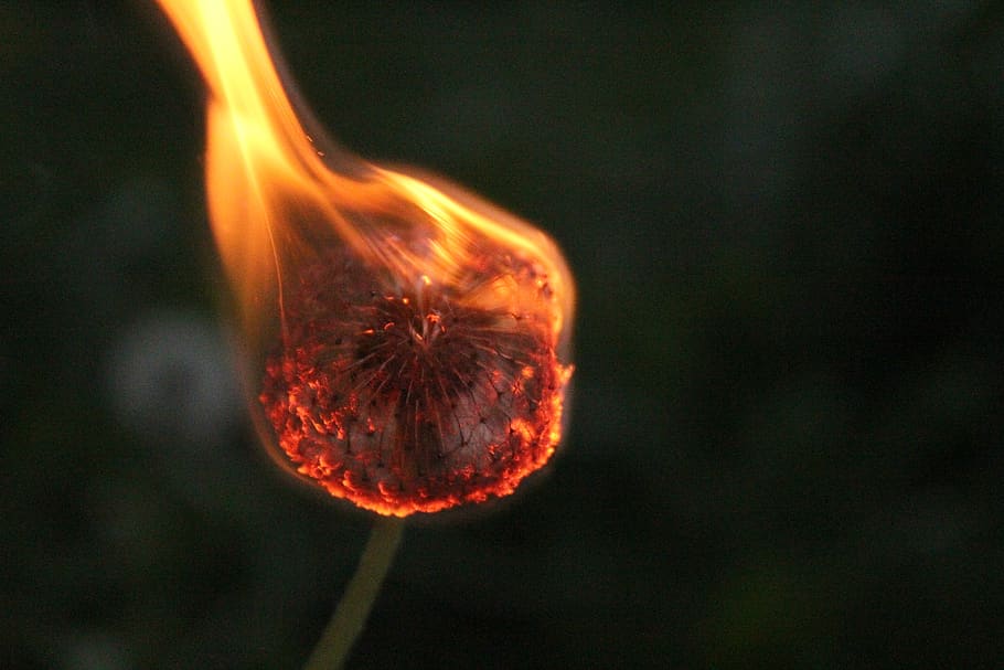 dandelion, fire, burns, close-up, no people, nature, single object HD wallpaper