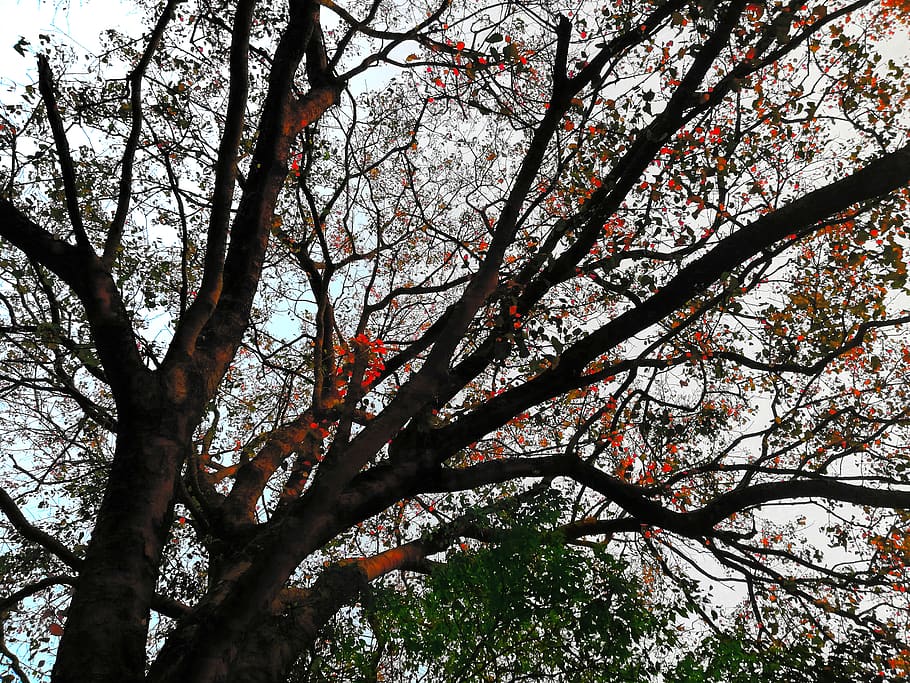 india, koolimuttam, azhikode – chamakkala rd, branches, red HD wallpaper
