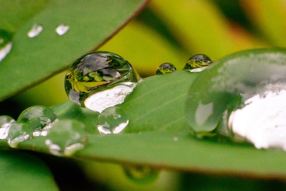 rain drops, macro, plant, animal themes, animal wildlife, animals in the wild HD wallpaper