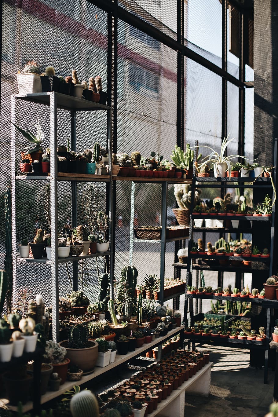 assorted cactus with pots on rack beside wall, plant, shelf, shelving