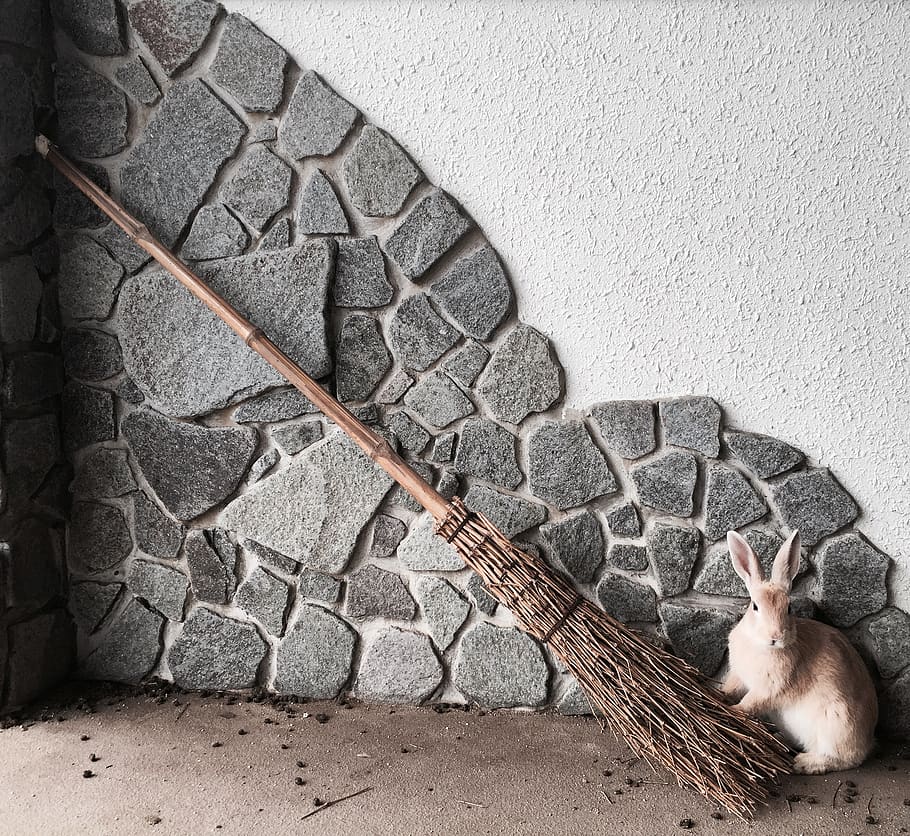 japan, takehara, ōkunoshima, rabbit, magic, broom, stone, mammal HD wallpaper