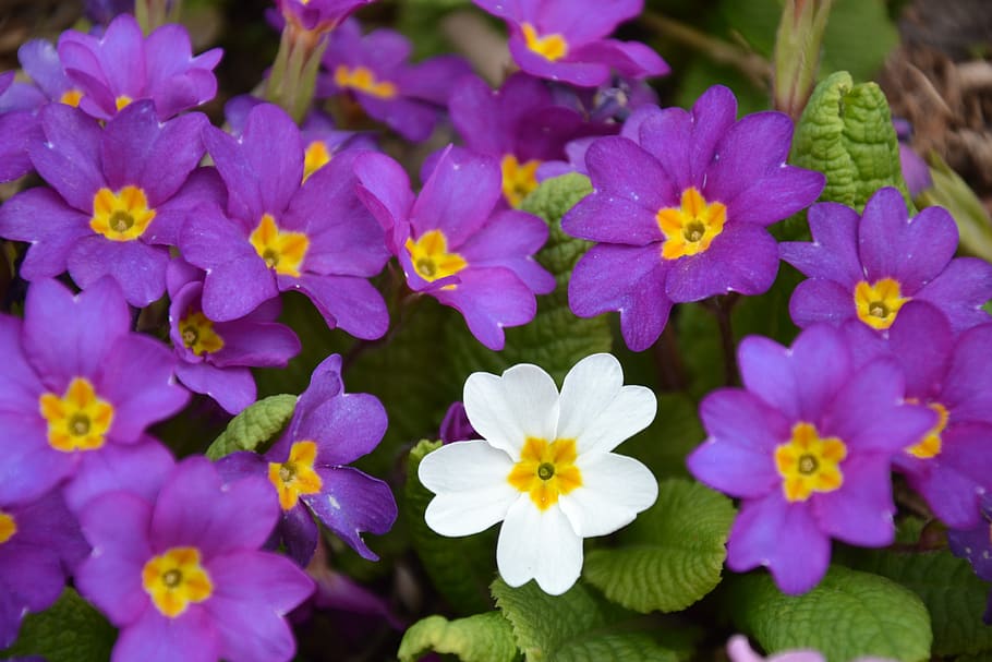 flowers, spring, primroses, nature, anders, unique, flowering plant HD wallpaper