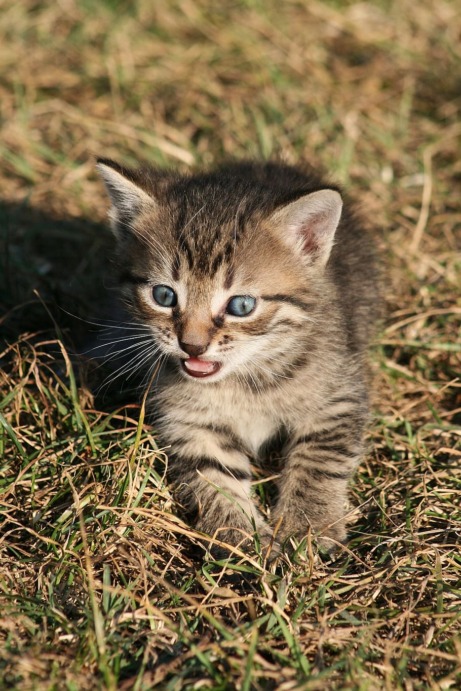 cat, kitty, kitten, pets, feline, animal, animals, cute, domestic cat HD wallpaper