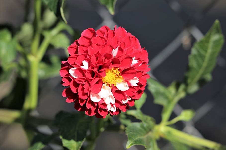 dahlia, red, white, green, flower, flora, petals, garden, colorful HD wallpaper