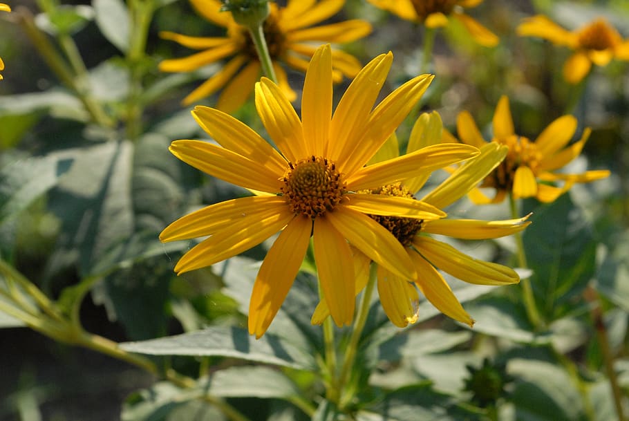flower, yellow, garden, petals, flowering plant, freshness HD wallpaper