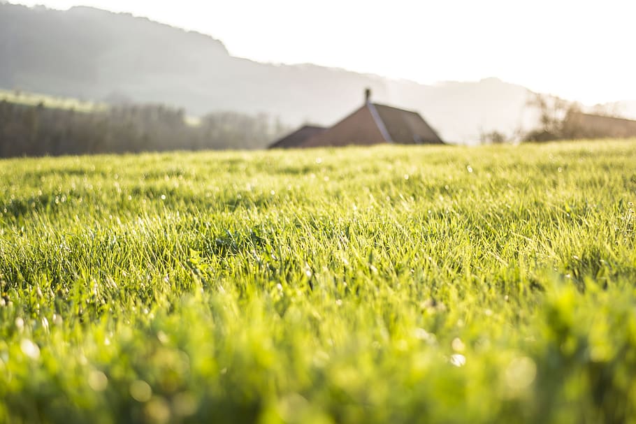 spring, grass, green, fresh, dew, light, nature, natural, wallpaper HD wallpaper