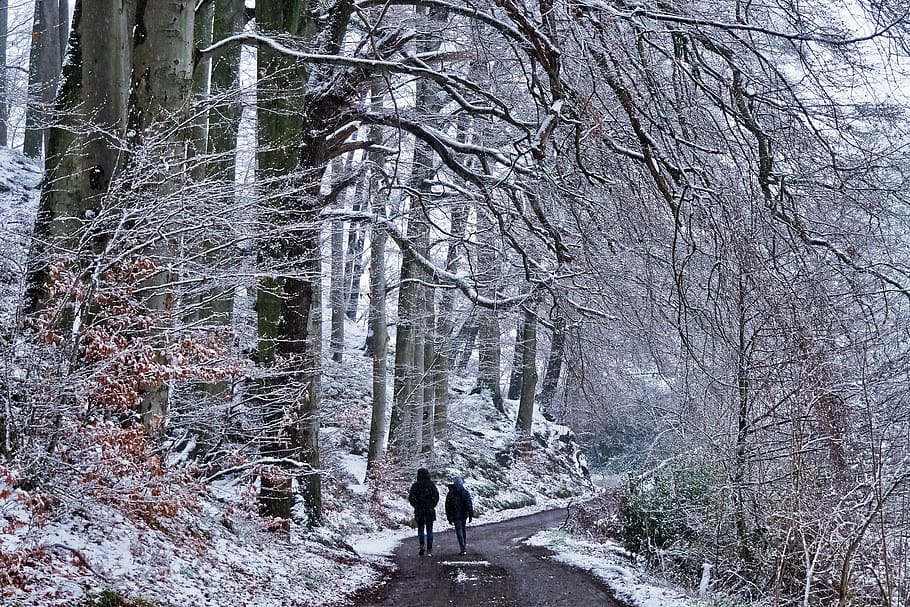 forest, winter, nature, snow, landscape, trees, cold, scenic HD wallpaper