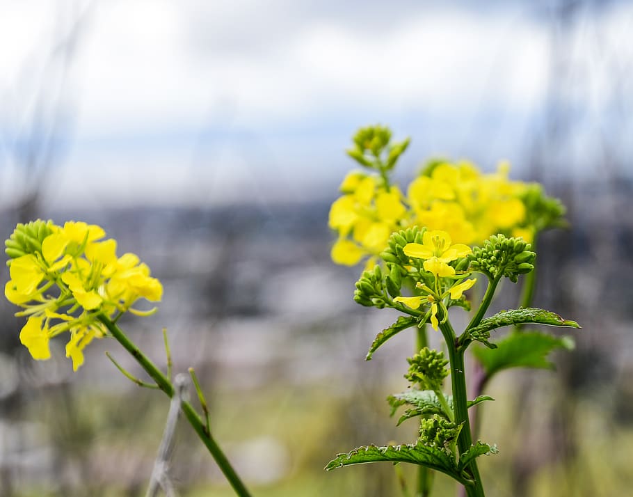 trees, forest, flowers, flowering plant, yellow, growth, focus on foreground HD wallpaper