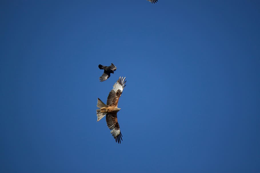 switzerland, weinfelden, flying, bird, sky, animal, animals in the wild HD wallpaper