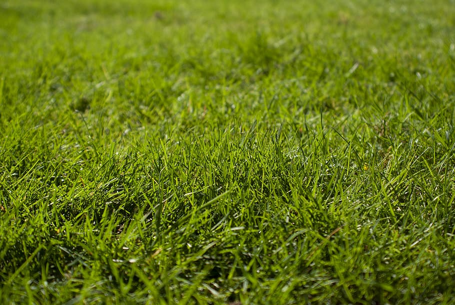 HD wallpaper: macro photography of green grass ground, plant, flora ...