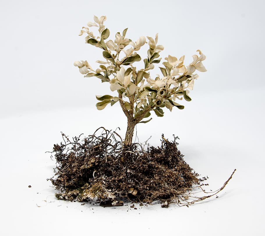 white-leafed plant, studio shot, white background, indoors, close-up HD wallpaper