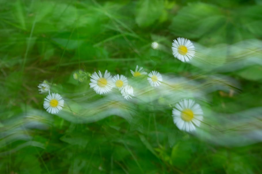 white petaled flowers, plant, flowering plant, growth, fragility, HD wallpaper