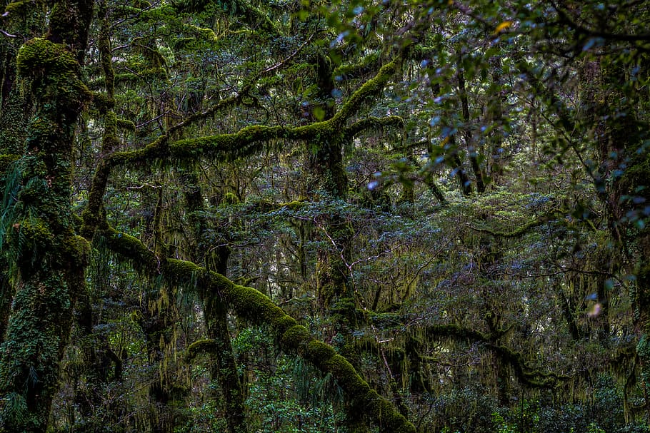 plant, tree, vegetation, nature, moss, outdoors, rainforest HD wallpaper