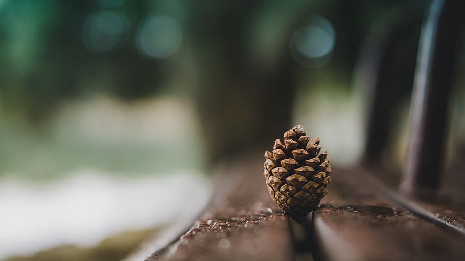 Pine Cone, conifer cone, macro, close-up, selective focus, day HD wallpaper