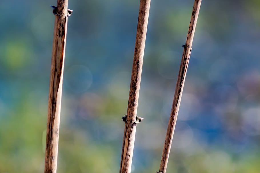 nature, colors, macro, reed, stick, bokeh, focus on foreground HD wallpaper
