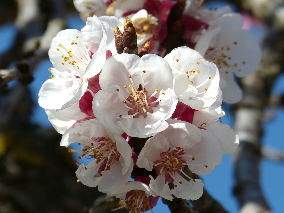 almond tree, flower, knob, spring, flowering, flowering plant HD wallpaper