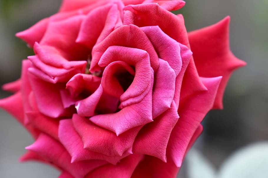 rosa, flower, nature, spring, romantic, flowers, flowering plant HD wallpaper