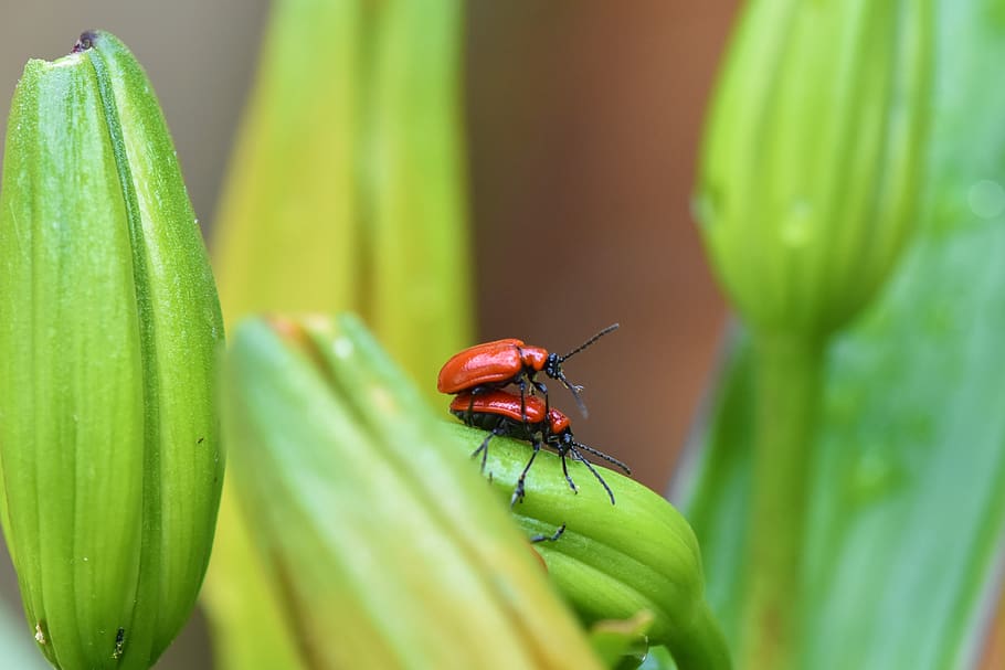 macro, nature insect, invertebrate, animal wildlife, animals in the wild HD wallpaper