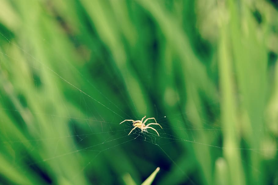 akkannapet, spider, spider web, green, nature, animal themes HD wallpaper