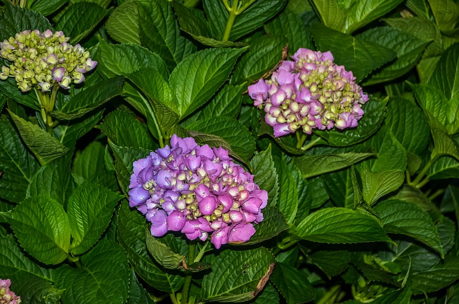 leaf, plant part, flowering plant, freshness, beauty in nature HD wallpaper