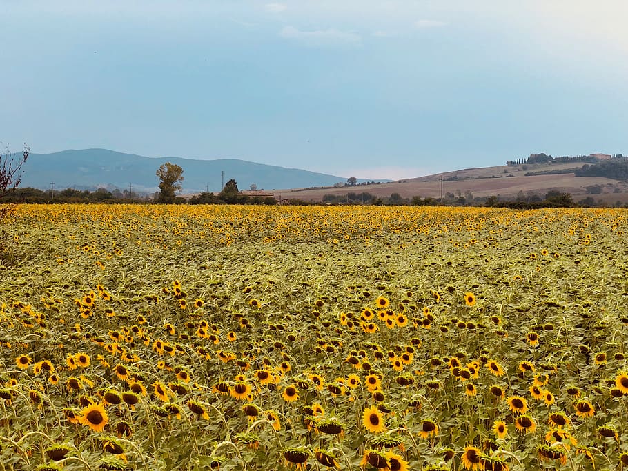 yellow sunflower field during daytime, plant, blossom, outdoors HD wallpaper