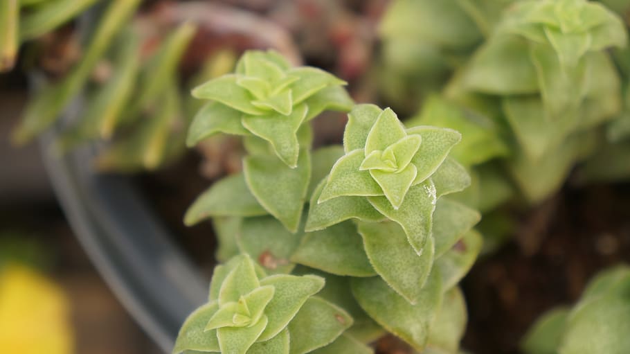 succulent, plant, gar, growth, succulents, natural, garden HD wallpaper