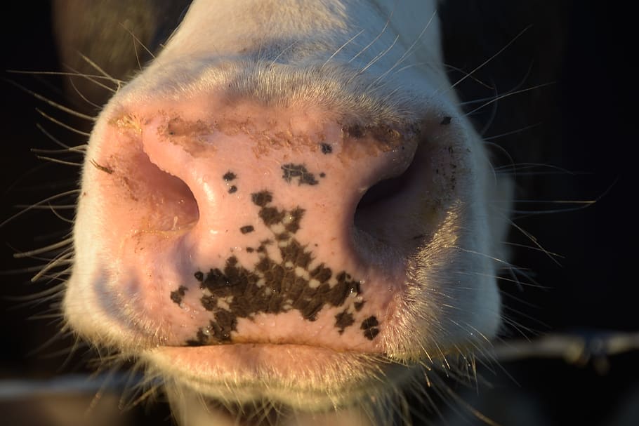 cow, nose, nostrils, muzzle, herkauwer, animal, animal themes HD wallpaper