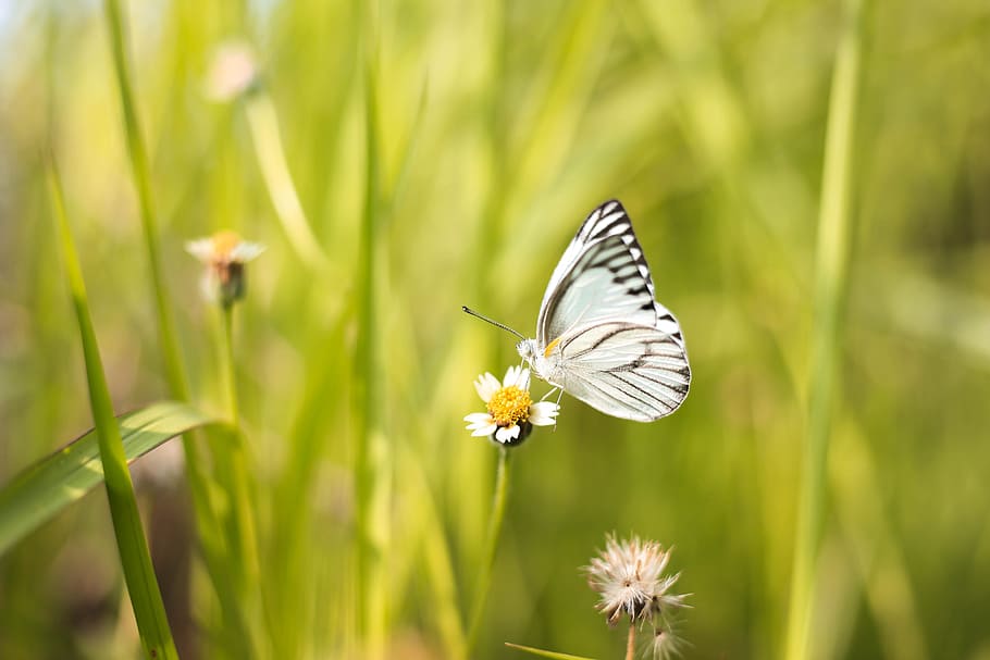 White and Black Butterfly on White Flower, bloom, blooming, blossom HD wallpaper