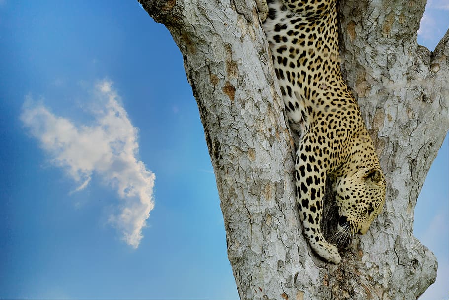 Leopard on Tree, animal, cat, daylight, hunter, jungle, large HD wallpaper