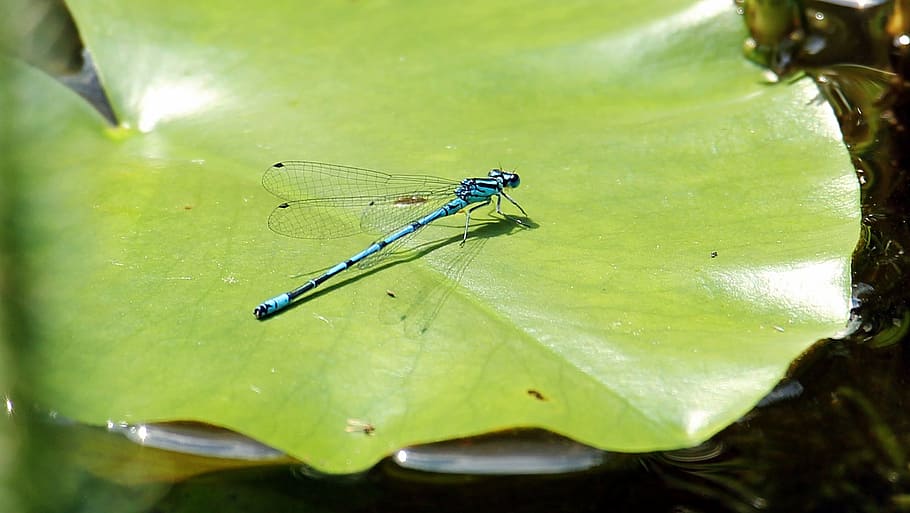 leaf, leave, dragon, fly, dragonfly, animal, insect, wild, nature HD wallpaper
