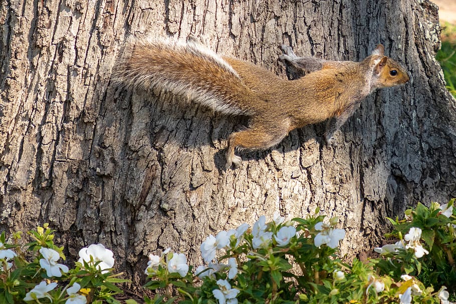 brown squirrel on tree during daytime, animal themes, animal wildlife HD wallpaper