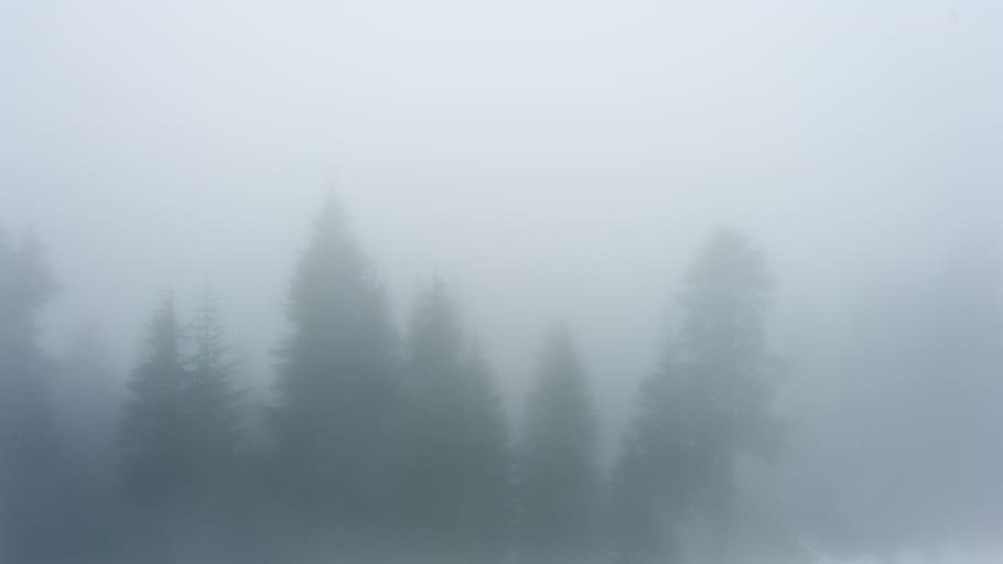 forest, trees, fog, cloud, shapes, vancouver, winter, plant HD wallpaper