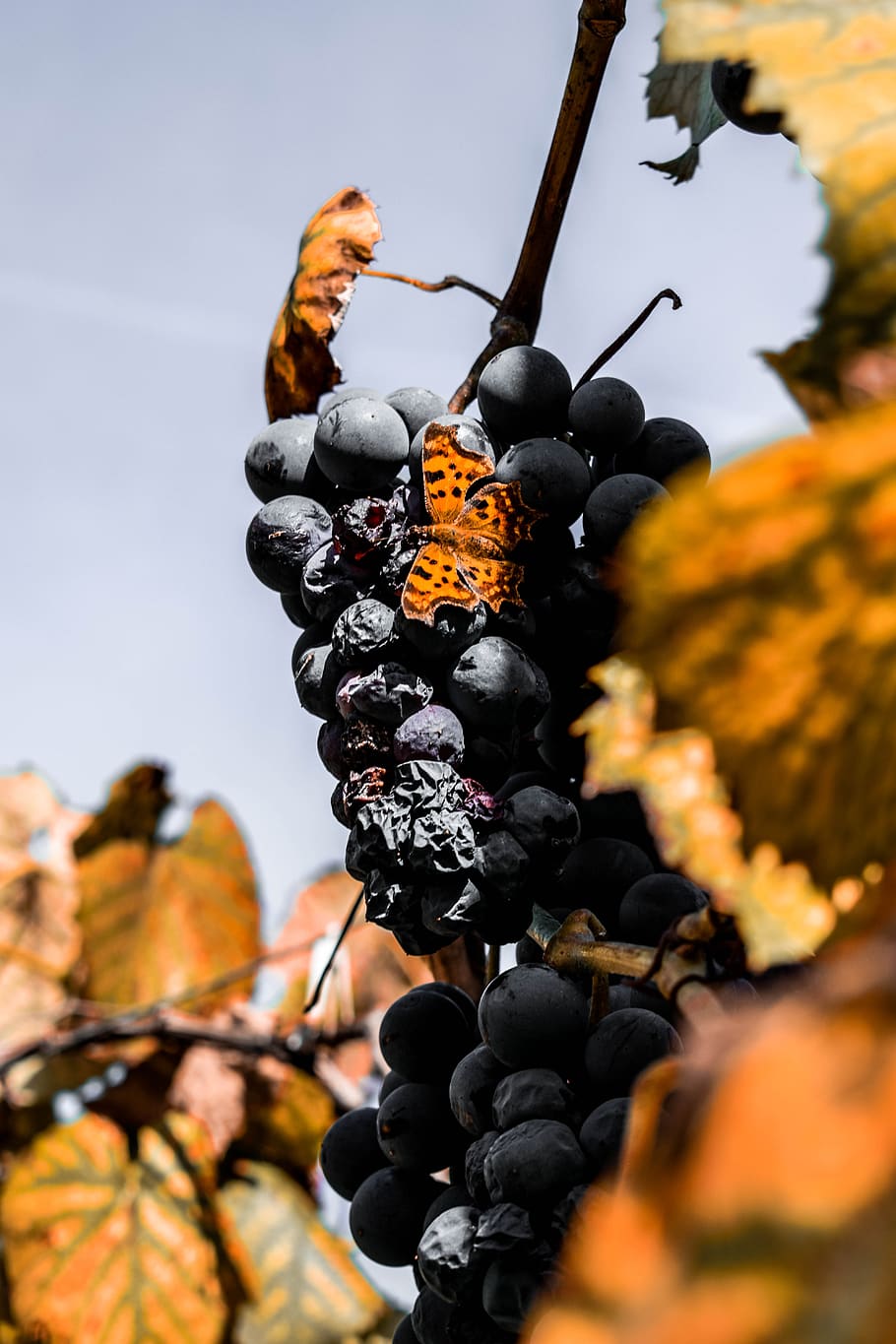 autumn, grapes, leaf, sky, colors, orange, blue, butterfly HD wallpaper