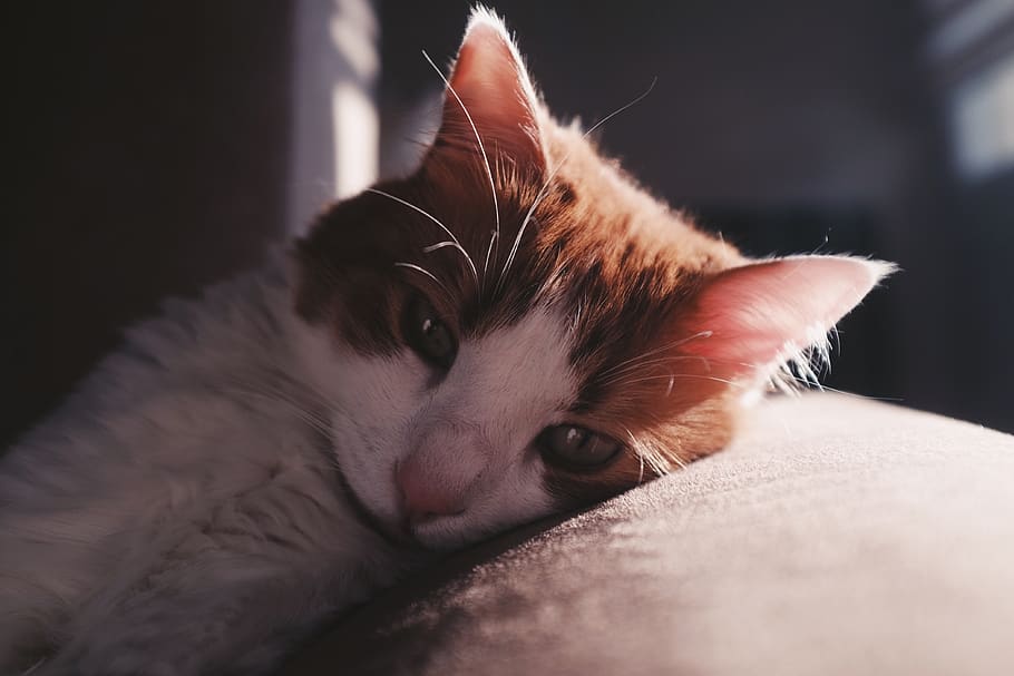 turkey, i̇zmir, cat, mammal, pets, animal, domestic, one animal HD wallpaper